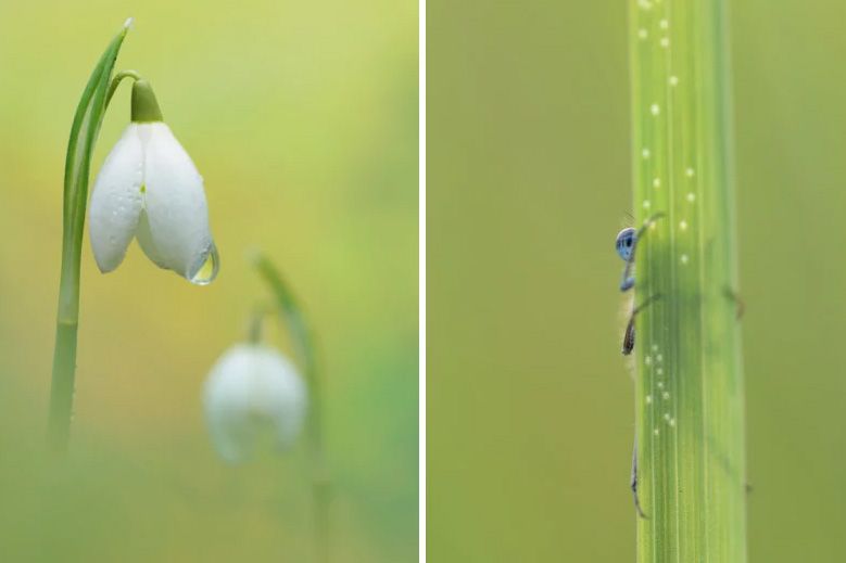 Spring into Macro Photography by Mark Banks